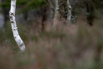 Isolated birch tree trunk with white bark set against heather and woodland back ground.