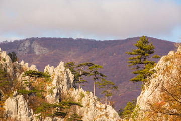 Autumn landscape in limestone mountains, with beautiful foliage, mist and black pine trees hanging on rocks