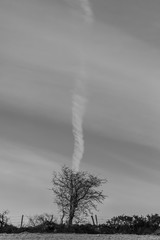 Tree and jet steam