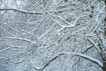 dense leafless tree branches covered in snow in the park in a cold over cast winter morning.