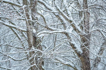 dense leafless tree branches covered in snow in the park in a cold over cast winter morning.