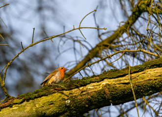 Robin on a tree