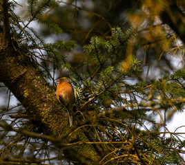 Robin on a tree