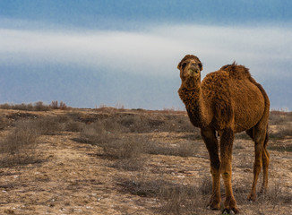 lonely camel chewing a dry weed in a desert at afternoon on a blue sky background.