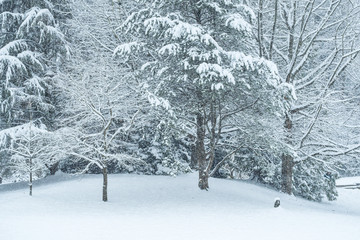 trees  and grass field inside park covered in snow in the snowing morning 