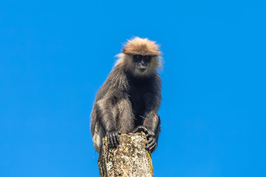 Purple faced langur sitting on pole. Sri Lanka.