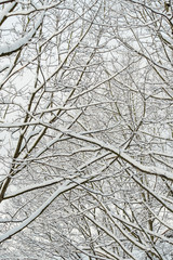 dense leafless tree branches covered in snow in the park in a cold over cast winter morning.