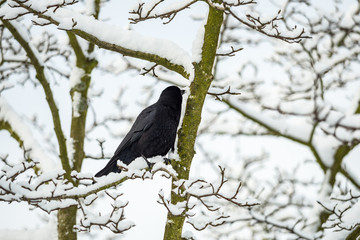 crow standing  on the leafless branches covered in snow in the park under over cast sky on a cold winter morning 