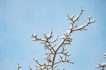 leafless tree branches covered in snow in the park under cloudy blue sky on a winter morning