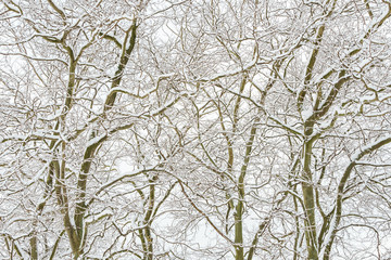 dense leafless tree branches covered in snow in the park in a cold over cast winter morning.
