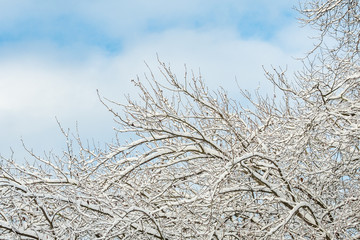 dense leafless tree branches covered in snow in the park under cloudy blue sky on a winter morning 