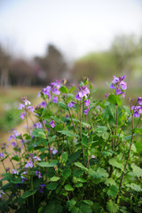 Fototapeta premium purple flowers in the garden