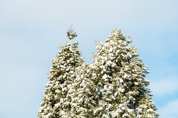 green pine trees covered in snow under blue cloudy sky on a winter morning 