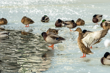 flock of ducks resting on thin layer of ice on frozen pond in the morning 