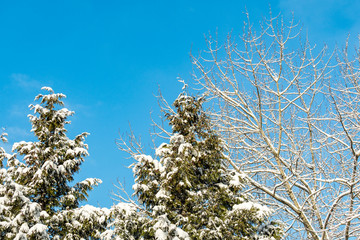 pine trees and leafless branches covered under snow under blue sky in the park