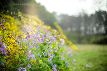 purple flowers in the garden