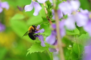 bee on a flower