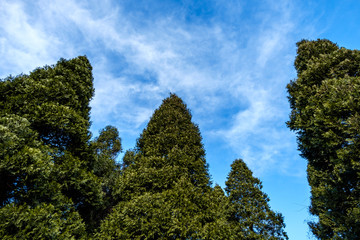 green pointy pine trees in the park under blue cloudy sky