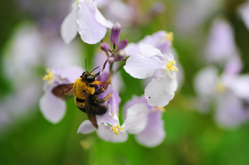 bee on a flower