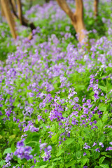 purple flowers in the garden