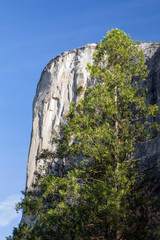 El Capitan and Conifer - Yosemite National Park - california