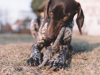 Dog chewing toy in garden