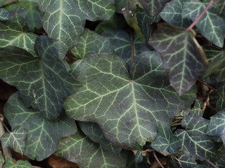 closeup of green leaf