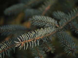 green fern leaf, close up leaves