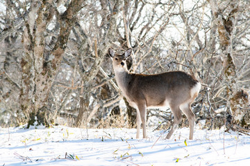 野生のシカ