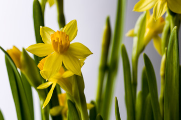 The first spring flowers are daffodils. Several flowers with stems and leaves on a white background. On one flower are clearly visible stamens and pistil.