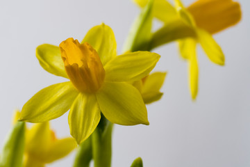 In the foreground-one bright yellow Narcissus flower close-up. In the background-blurred image of other flowers. The background of the image is white. Copy space.
