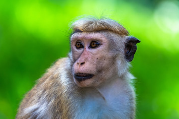 Macaque. Yala National Park. Sri Lanka.