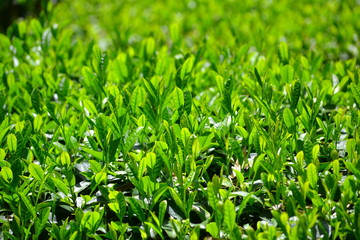 太陽の光に輝くお茶畑