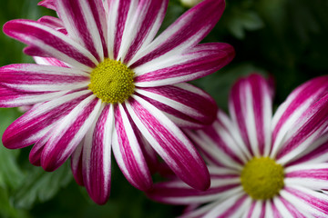 Obraz premium Two flowers striped chrysanthemum on a background of green leaves. Flower petals are pink and white. Selective focus.