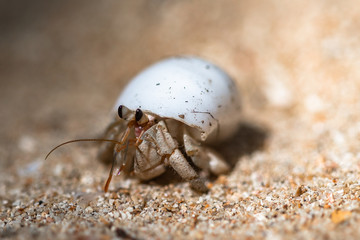 Hermit crab. Sri Lanka.