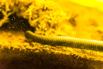 Giant African Millipede