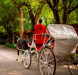 Obraz premium riding in a carriage