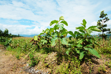 Fototapeta na wymiar Road weeds on the mountain in the countryside of Thailand 