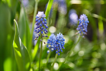 spring flowers in rain drops