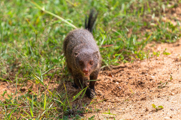 Mongoose. Yala National Park. Sri Lanka.