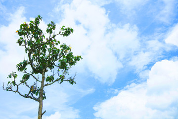 Lonely tree against on The sky and clouds and copy space