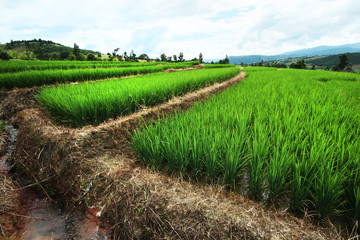 Beautiful Landscape of Fresh green rice fields on terraced and rice plantations in sunlight at Chiangmai province , North of thailand