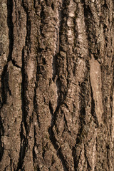 Old Wood Tree bark Texture Background Pattern. vertical image