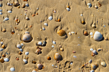 Sea shells with sand as background