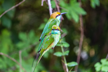 Green bee eater. Yala National Park. Sri Lanka.