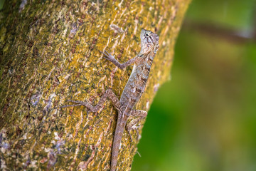 Common garden lizard. Sri Lanka.