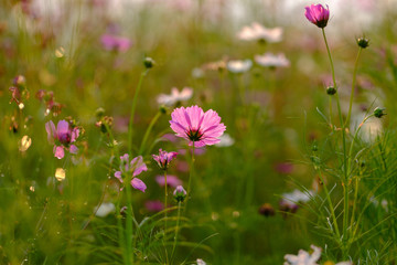 field of pink cosmos