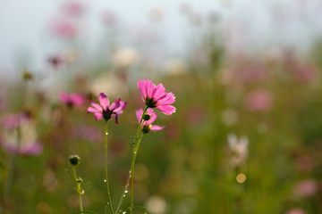 flowers in the garden