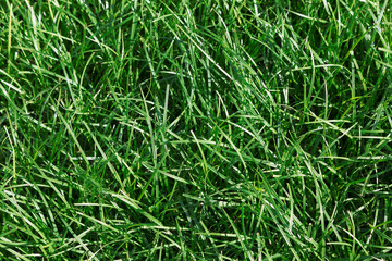 Erba verde - particolare