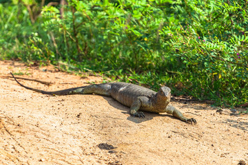 Water monitor lizard. Yala National Park. Sri Lanka.
